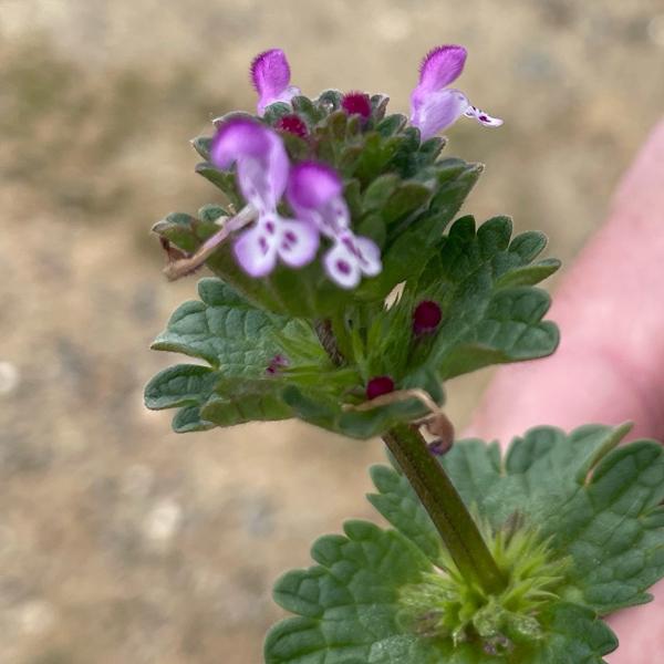 <h3><a href="/trips/ebro/biota/plantae/tracheophyta/magnoliopsida/lamiales/lamiaceae/lamium amplexicaule/lamium amplexicaule-nl.html">Lamium&nbsp;amplexicaule</a> / Henbit&nbsp;dead‑nettle / Hoenderbeet</h3><p>waarneming.nl: goedgekeurd (met bewijs).</p>